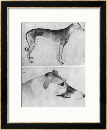 Greyhound And Head Of A Greyhound by Antonio Pisani Pisanello Pricing Limited Edition Print image