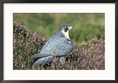 Peregrine Falcon On Heather In Flower, Uk by Mark Hamblin Pricing Limited Edition Print image