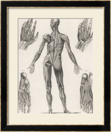 Showing Muscles Of Body Hands And Feet by G. Aikmann Pricing Limited Edition Print image