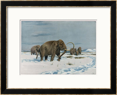Mammoth Herd During The Ice Age by Wilhelm Kuhnert Pricing Limited Edition Print image