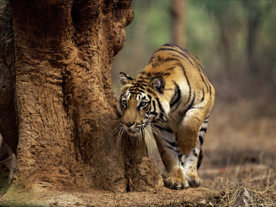Tigress Coming Around Tree, Ranthambhore National Park Rajasthan India by Anup Shah Pricing Limited Edition Print image