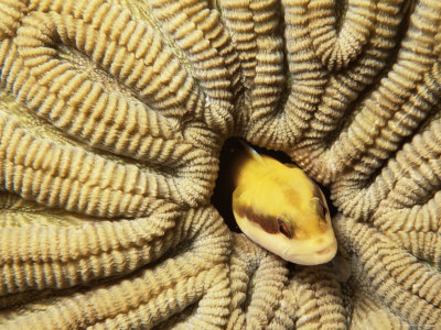 Wrasse Blenny, In Giant Brain Coral, Bahamas, Mimics Cleaning Wrasse by Doug Perrine Pricing Limited Edition Print image