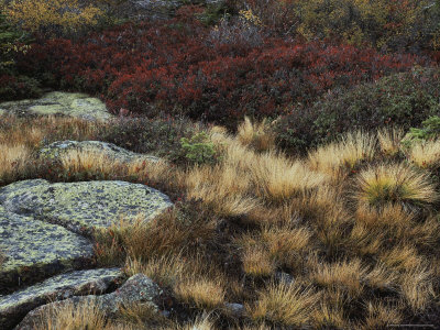 Fall Scene With Lichens, Tufts Of Golden Grass, And Wildflowers by Sylvia Sharnoff Pricing Limited Edition Print image