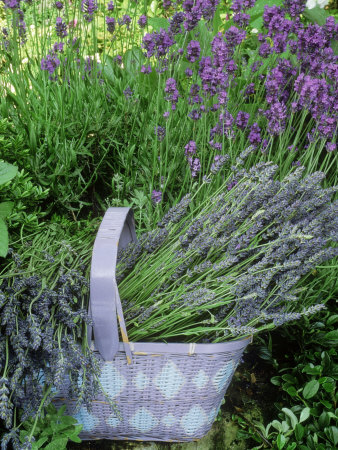 Herb Still Life With Lavender In Mauve Basket Against L. Hidcote In Garden by Linda Burgess Pricing Limited Edition Print image