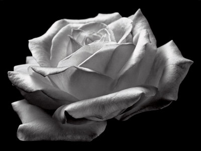 White Rose by David Chow Pricing Limited Edition Print image