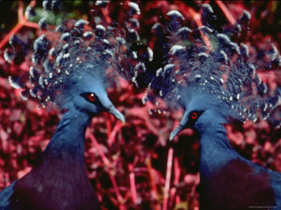 Two Beautiful Blue Crested Goura Pigeons At Nondugl Aviary by Larry Burrows Pricing Limited Edition Print image