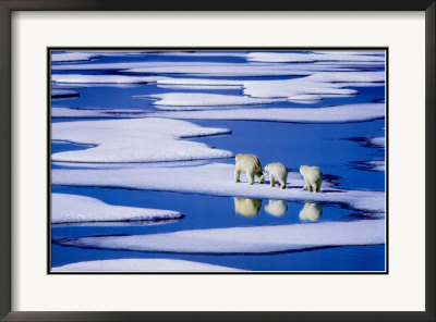 Polar Bear Family by Hinrich Basemann Pricing Limited Edition Print image
