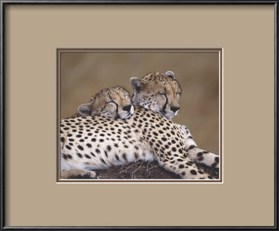 Two Leopards by Marein Harvey Pricing Limited Edition Print image