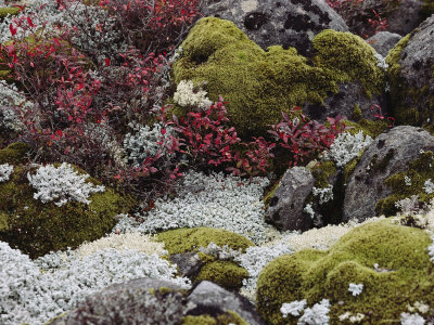 View Of Boulders Covered With Moss And Lichen by Sylvia Sharnoff Pricing Limited Edition Print image