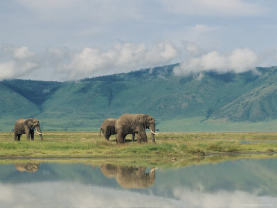 African Elephants Reflected In Water At Chobe National Park by Beverly Joubert Pricing Limited Edition Print image