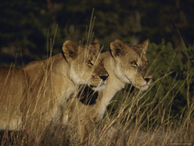 Two Lionesses Hunt In The Long Grasses Of Savuti Marsh by Beverly Joubert Pricing Limited Edition Print image