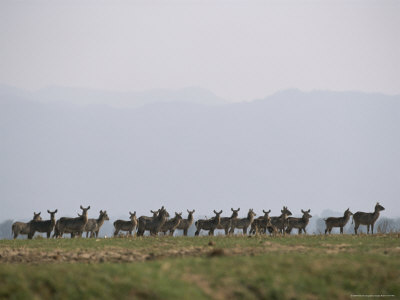 A Herd Of Waterbuck by Beverly Joubert Pricing Limited Edition Print image