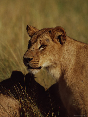 One Female African Lion Keeps An Eye Out As Another Rests In The Tall Grass by Beverly Joubert Pricing Limited Edition Print image