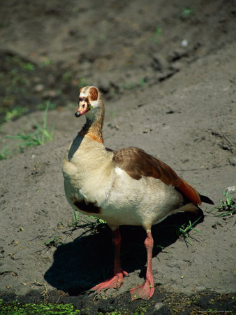 Egyptian Goose by Beverly Joubert Pricing Limited Edition Print image