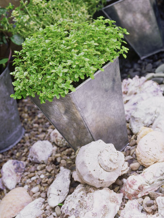 Galvanised Metal Pot With Lemon Thyme Set In Gravel With Shells by Linda Burgess Pricing Limited Edition Print image