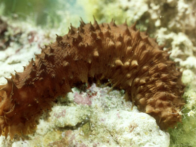 Sea Cucumber by Oxford Scientific Pricing Limited Edition Print image