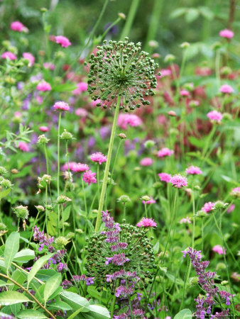 Allium Hollandicum Seed Heads And Knautia Arvensis (Field Scabious) by Fiona Mcleod Pricing Limited Edition Print image