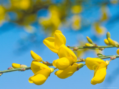 Broom, Close Up by David Boag Pricing Limited Edition Print image