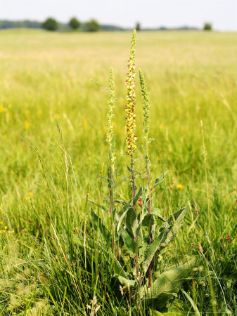 Dark Mullein, Lambourn, Uk by Philip Tull Pricing Limited Edition Print image