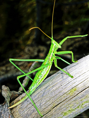 Predatory Bush Cricket, Park Of Capanne Di Marcarolo, Italy by Emanuele Biggi Pricing Limited Edition Print image