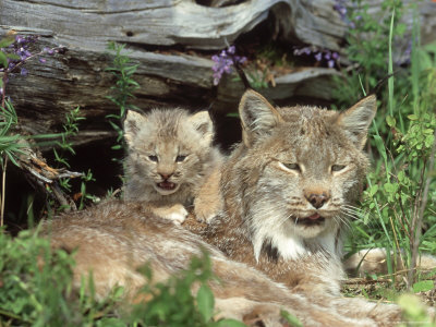 Canada Lynx, Felis Lynx Canadensis Resting Female & Kitten Montana by Alan And Sandy Carey Pricing Limited Edition Print image