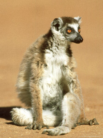 Ring-Tailed Lemur, Sitting, Madagascar by Patricio Robles Gil Pricing Limited Edition Print image