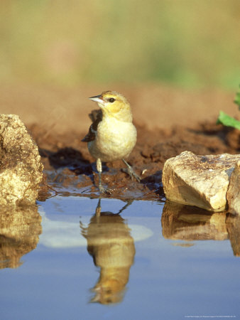 Bullocks Oriole At Water, Texas by Daybreak Imagery Pricing Limited Edition Print image