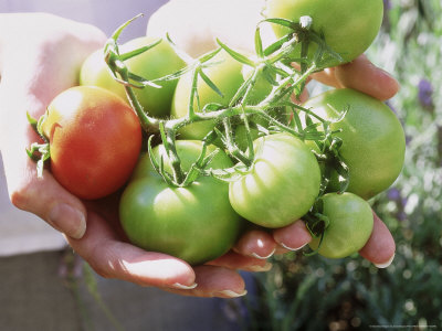 Hands Holding Picked Tomatoes, Green & Red Ones by Linda Burgess Pricing Limited Edition Print image