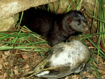 Mink, With Dead Moorhen, Surrey by Robin Redfern Pricing Limited Edition Print image