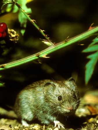 Bank Vole, Clethrionomys Glareolus by David Boag Pricing Limited Edition Print image