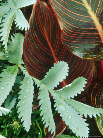 Canna Durban & Melianthus Major Growing Together In Tropical Border, Somerset Late Summer by Mark Bolton Pricing Limited Edition Print image