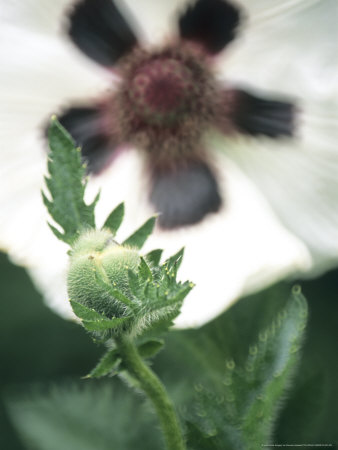 Papaver Orientale Black And White (Oriental Poppy) by Hemant Jariwala Pricing Limited Edition Print image