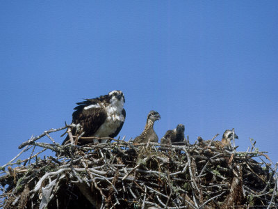 Osprey, Female With Young, Florida by Brian Kenney Pricing Limited Edition Print image
