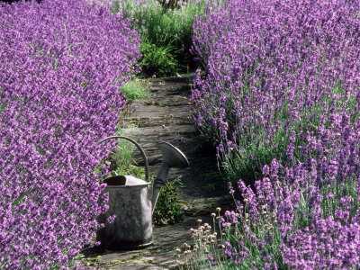 Path Edged With Lavender, Watering Can In Foreground by Linda Burgess Pricing Limited Edition Print image