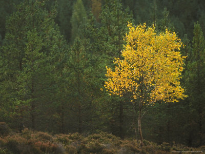 Silver Birch, Single Tree In Autumn And Scots Pine, Uk by Mark Hamblin Pricing Limited Edition Print image