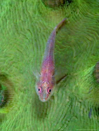 Big-Eyed Pygmy Goby, Sipidan Island, Malaysia by David B. Fleetham Pricing Limited Edition Print image