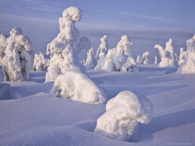 Spruce Trees, Covered In Snow, North Finland by Heikki Nikki Pricing Limited Edition Print image