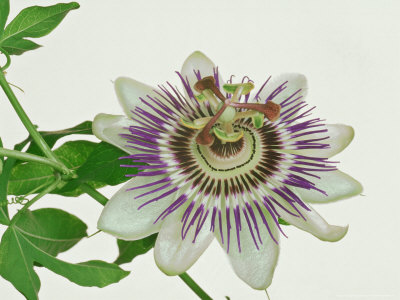 Passion Flower, Flowering by Niall Benvie Pricing Limited Edition Print image
