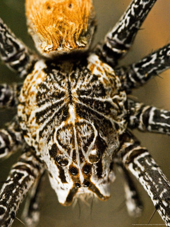 Nursery-Web Spider, Female by Emanuele Biggi Pricing Limited Edition Print image