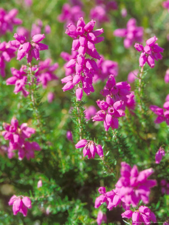 Bell Heather, Summer by David Boag Pricing Limited Edition Print image
