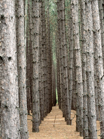 Jack Pine Plantation, Mi by Jack Hoehn Jr. Pricing Limited Edition Print image