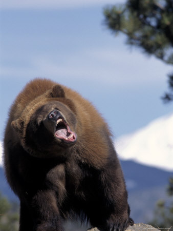 North American Grizzly, Ursus Arctos, Rocky Mts, Co by James Frank Pricing Limited Edition Print image