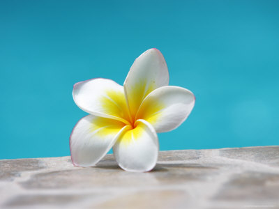 Frangipani Flower by Andrew Brownbill Pricing Limited Edition Print image