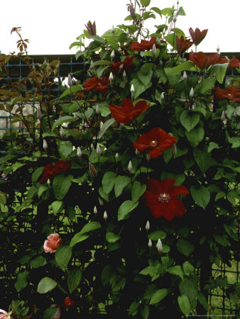 Drum Castle, Grampian, Scotland Garden Of Historic Roses Clematis Rouge Cardinal by Kathy Collins Pricing Limited Edition Print image