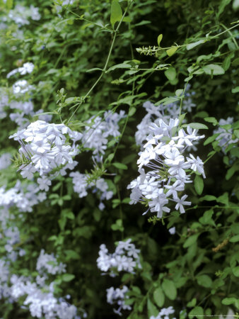 Plumbago Capensis, Close-Up Of Foliage & Pale Blue Flower by Jane Legate Pricing Limited Edition Print image