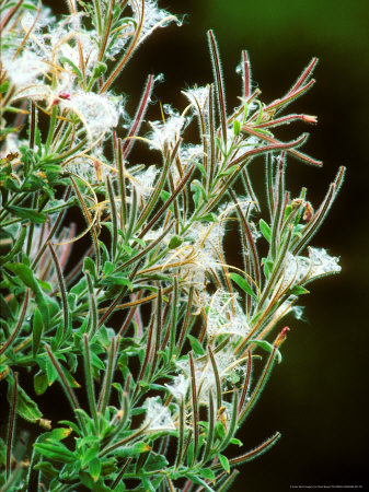 Great Willowherb, Seedhead by David Boag Pricing Limited Edition Print image