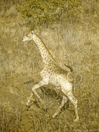 Giraffe, Running, Africa by Philip Sharpe Pricing Limited Edition Print image
