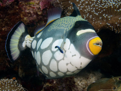 Clown Triggerfish, And Cleaner Wrasse, Indonesia by David B. Fleetham Pricing Limited Edition Print image