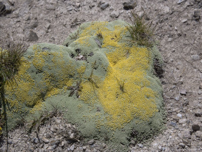 Raoulia Australis At About 1500M, New Zealand by Bob Gibbons Pricing Limited Edition Print image