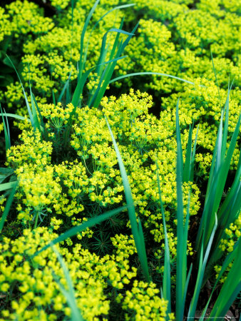 Euphorbia Cyparissias (Fens Ruby), Close-Up Of Flowers by Pernilla Bergdahl Pricing Limited Edition Print image